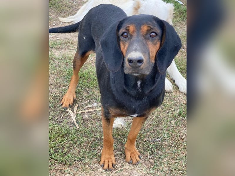 Priska, geb. ca. 08/2021, lebt in GRIECHENLAND, im städt. Tierheim Serres