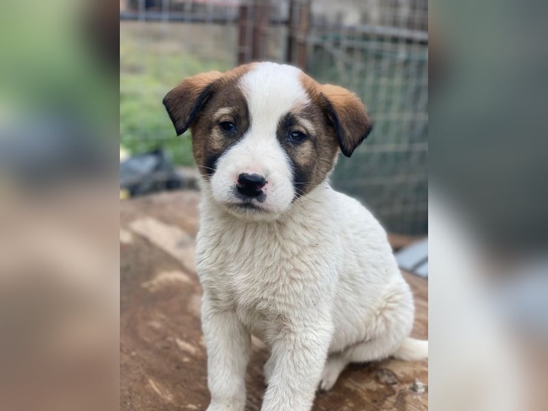 Calzone, geb. ca. 11/2025, lebt in GRIECHENLAND, auf einer privaten Pflegestelle