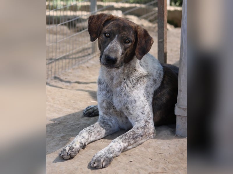 Naxos, geb. ca. 07/2020, lebt in GRIECHENLAND, im städt. Tierheim Serres