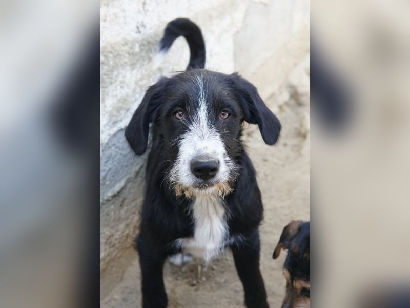 Kasimir, geb. ca. 09/2025, lebt in GRIECHENLAND, auf einer privaten Pflegestelle