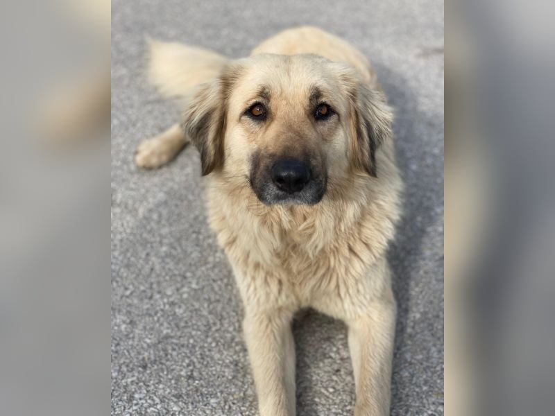 Hermine Granger, geb. ca. 12/2023, lebt in GRIECHENLAND, im städt. Tierheim Serres