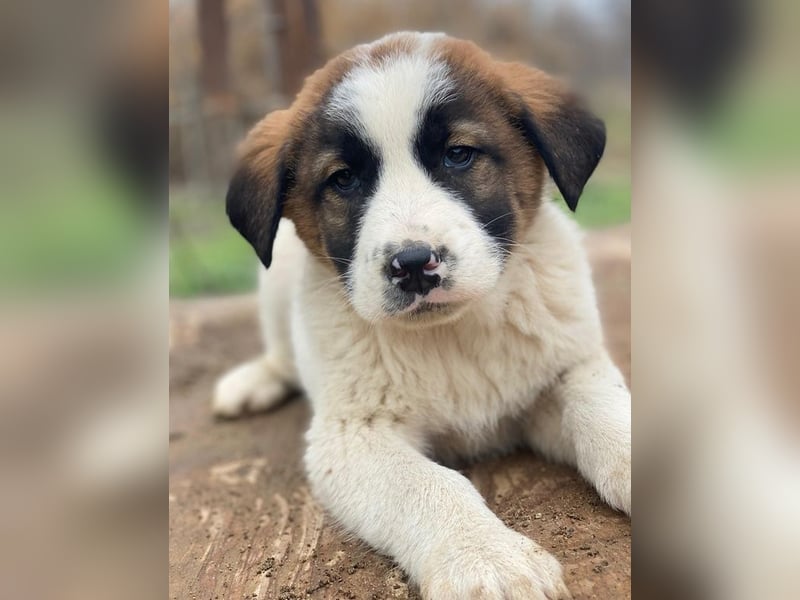 Diavolo, geb. ca. 11/2025, lebt in GRIECHENLAND, auf einer privaten Pflegestelle