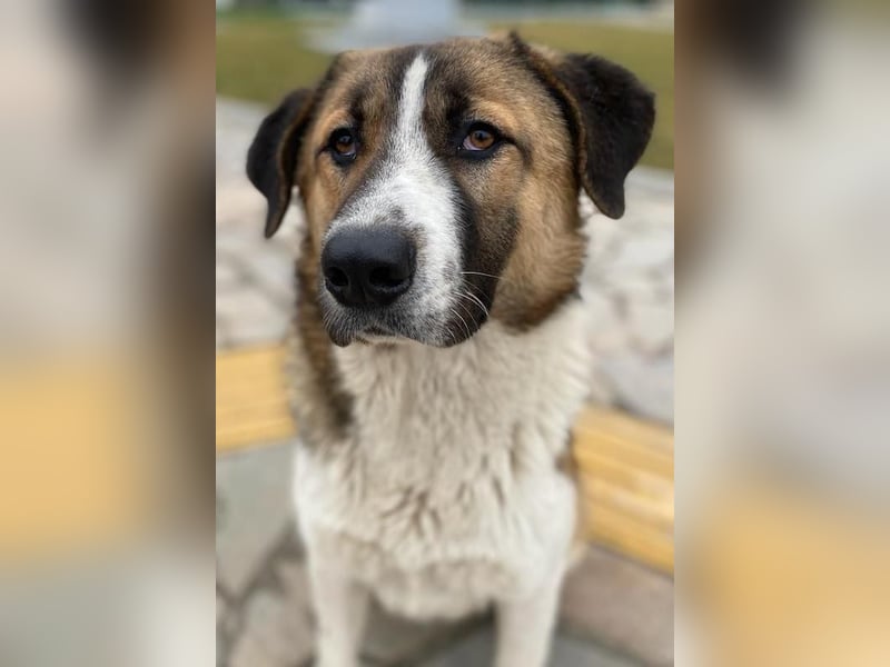 Anxton, geb. ca. 02/2022, lebt in GRIECHENLAND, im städt. Tierheim Serres