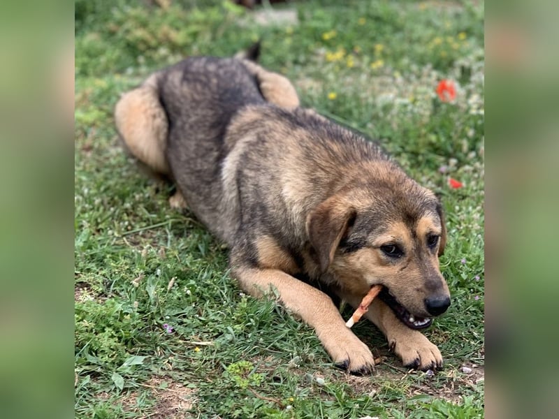 Bruno, geb. ca. 05/2020, lebt in GRIECHENLAND, auf einer privaten Pflegestelle