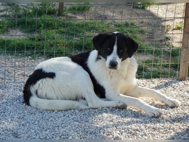 Zola, geb. ca. 01/2025, lebt in GRIECHENLAND, im städt. Tierheim Serres