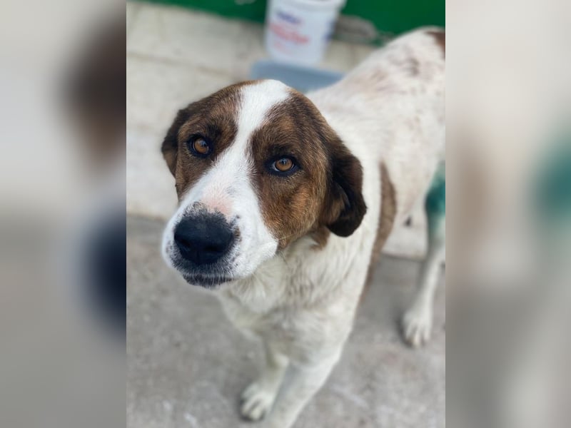 Lauri, geb. ca. 01/2023, lebt in GRIECHENLAND, im städt. Tierheim Serres