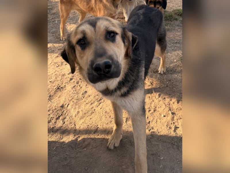 Elphaba, geb. ca. 07/2025, lebt in GRIECHENLAND, im städt. Tierheim Serres