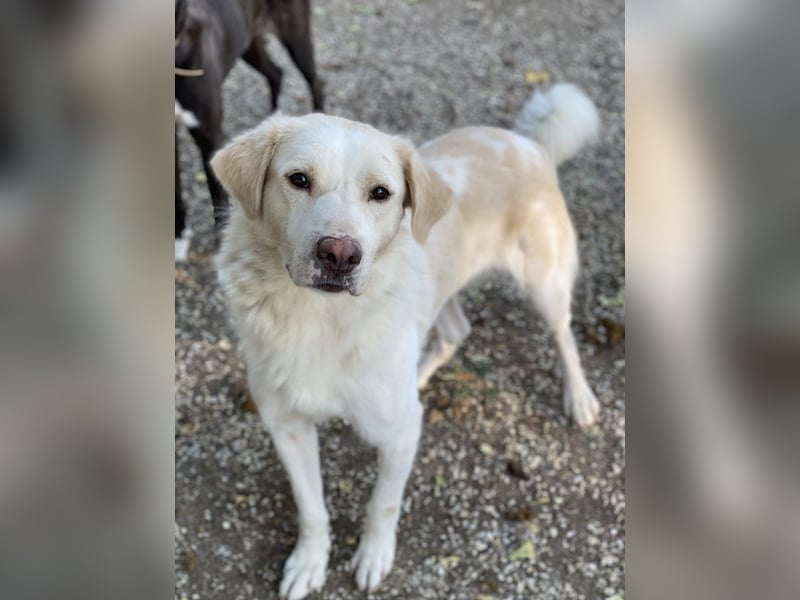 Miraz, geb. ca. 02/2023, lebt in GRIECHENLAND, im städt. Tierheim Serres