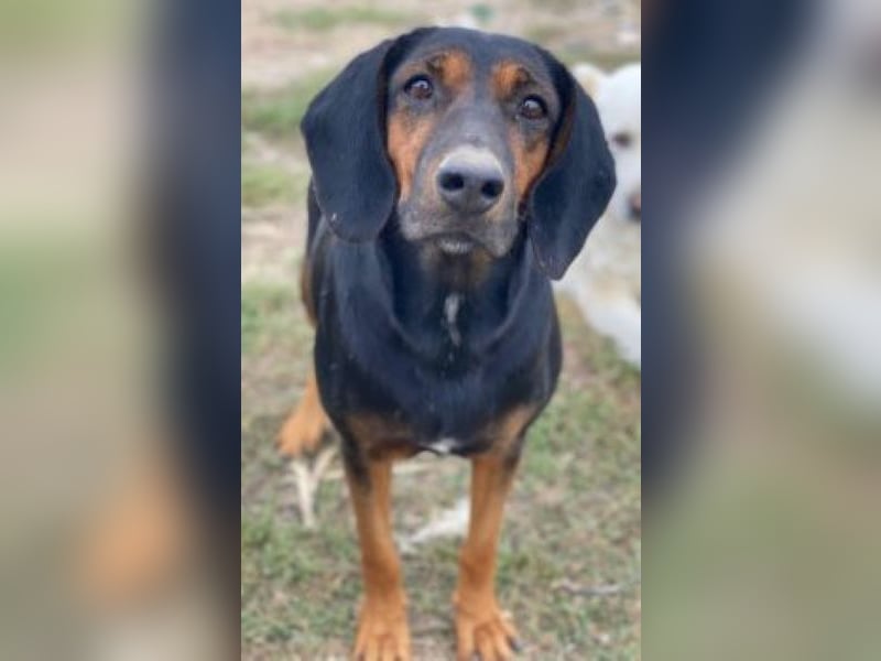 Priska, geb. ca. 08/2021, lebt in GRIECHENLAND, im städt. Tierheim Serres