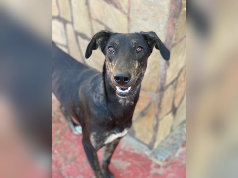 Nyota, geb. ca. 09/2023, lebt in GRIECHENLAND, auf einer privaten Pflegestelle