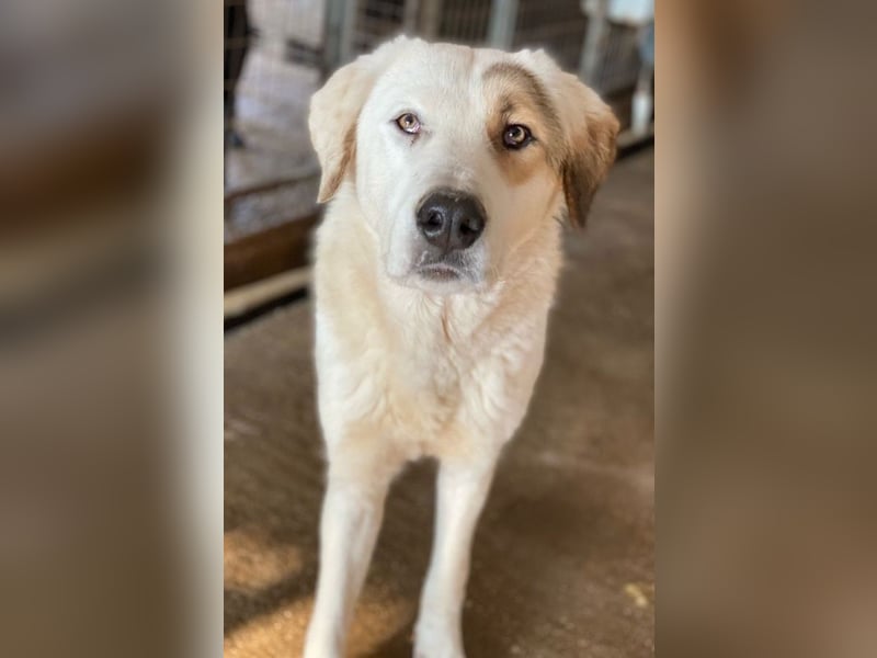 Alfons, geb. ca. 02/2024, lebt in GRIECHENLAND, im städt. Tierheim Serres