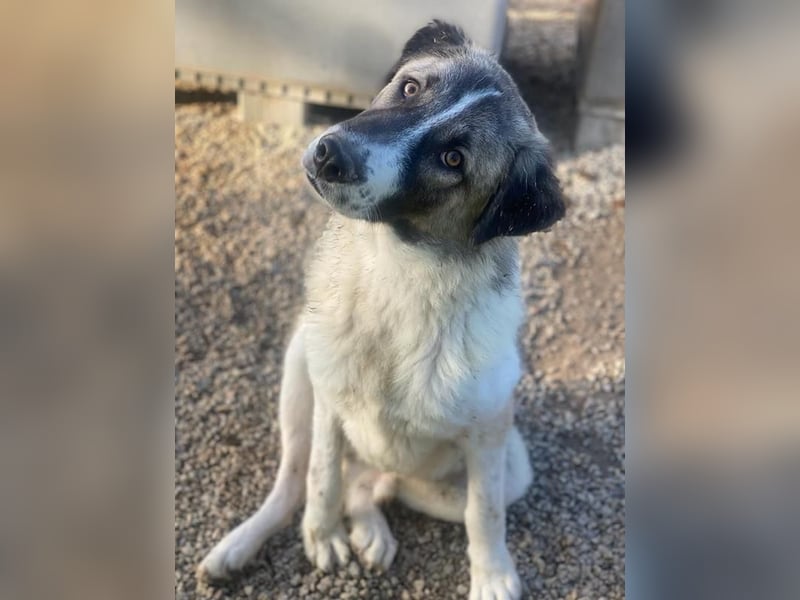 Joel, geb. ca. 01/2023, lebt in GRIECHENLAND, im städt. Tierheim Serres