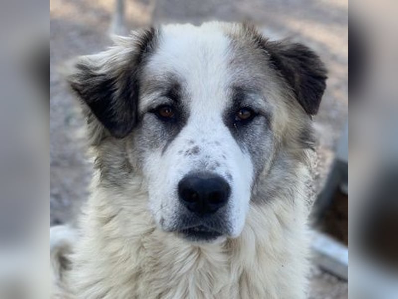 Wesley, geb. ca. 11/2022, lebt in GRIECHENLAND, im städt. Tierheim Serres