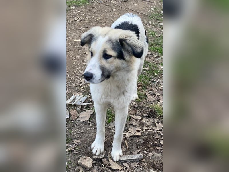 Peggy Jean, geb. ca. 12/2023, lebt in GRIECHENLAND, auf einer privaten Pflegestelle