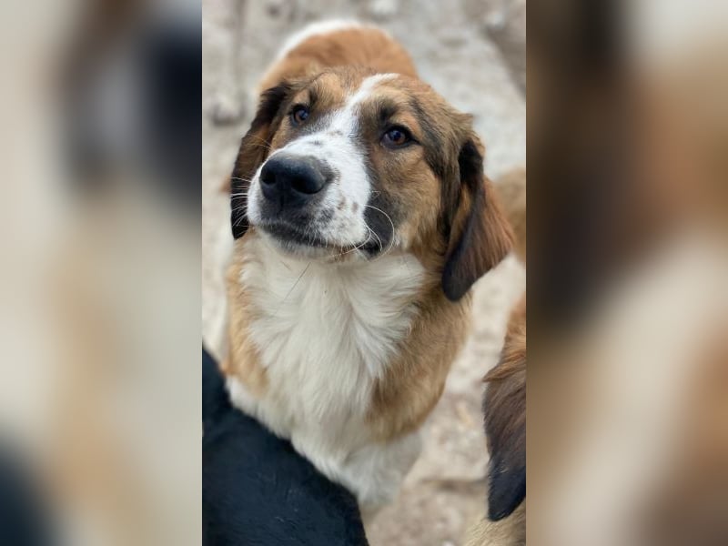 Barkley, geb. ca. 10/2024, lebt in GRIECHENLAND, auf einer privaten Pflegestelle