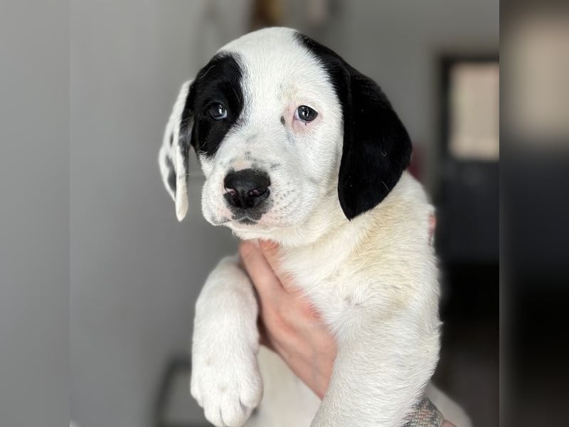 Dani, geb. ca. 02/2026, lebt in GRIECHENLAND, im städt. Tierheim Serres