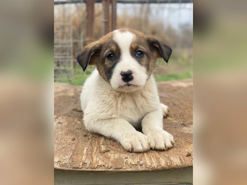 Tonno, geb. ca. 11/2025, lebt in GRIECHENLAND, auf einer privaten Pflegestelle