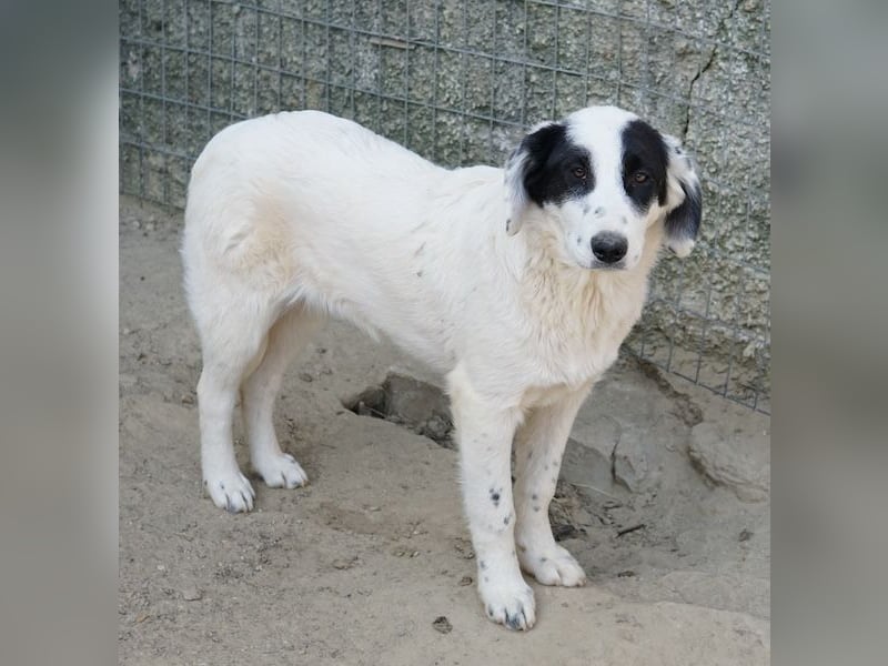 Sauvignon Blanc, geb. ca. 09/2025, lebt in GRIECHENLAND, auf einer privaten Pflegestelle