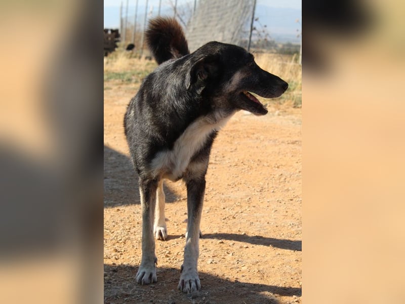Nancy, geb. ca. 03/2019, lebt in GRIECHENLAND, auf einem Gelände, wird notdürftig versorgt