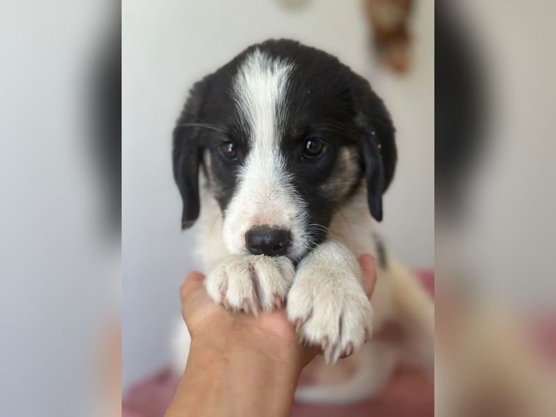 Pina, geb. ca. 05/2026, lebt in GRIECHENLAND, im städt. Tierheim Serres