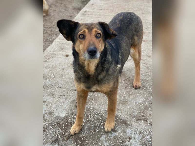 Violetta, geb. ca. 09/2018, lebt in GRIECHENLAND, im städt. Tierheim Serres