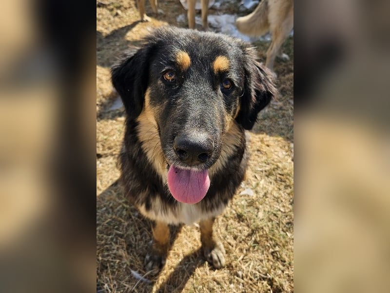 Rubeus Hagrid, geb. ca. 12/2023, lebt in GRIECHENLAND, im städt. Tierheim Serres