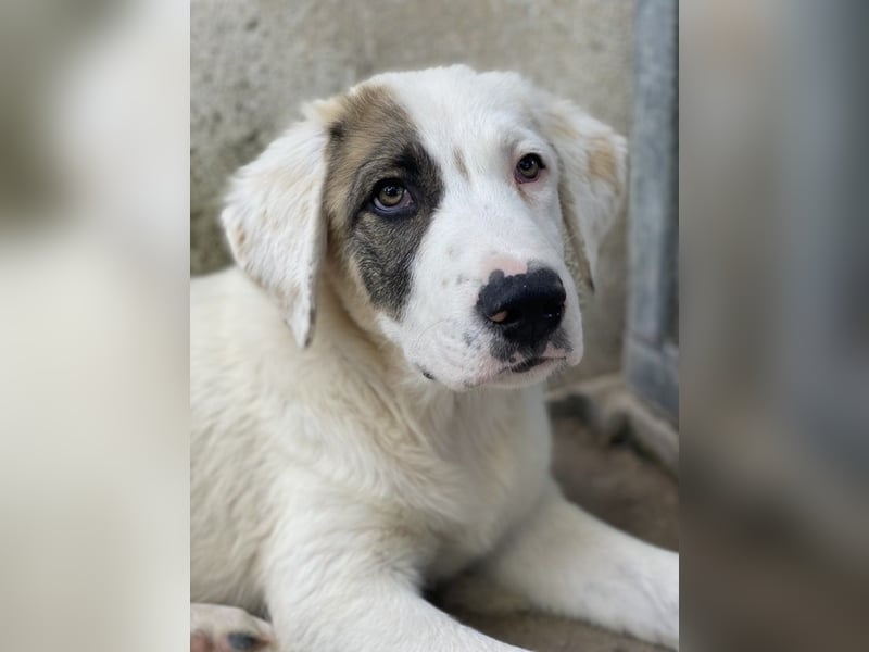 Arco, geb. ca. 02/2024, lebt in GRIECHENLAND, im städt. Tierheim Serres