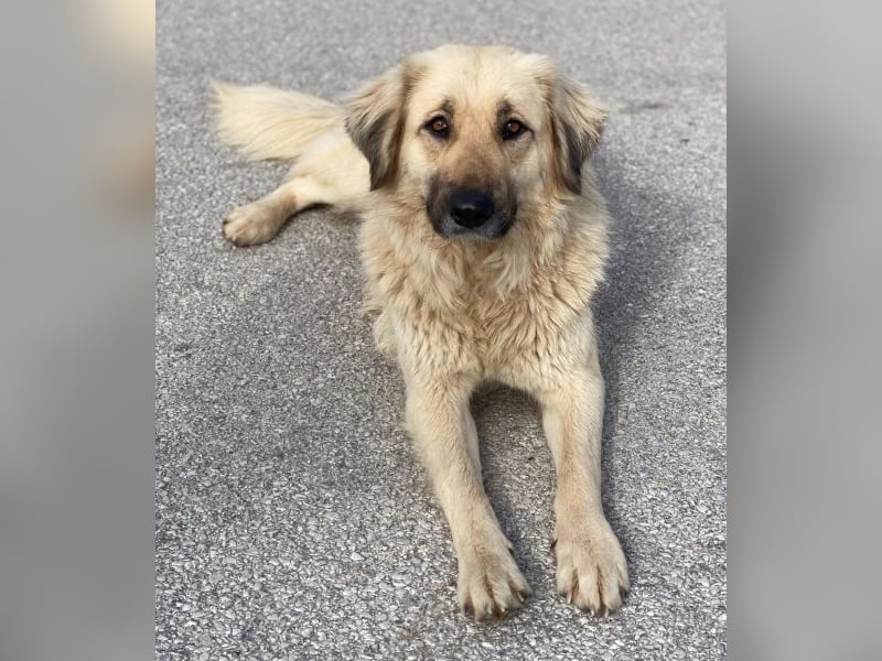 Hermine Granger, geb. ca. 12/2023, lebt in GRIECHENLAND, im städt. Tierheim Serres