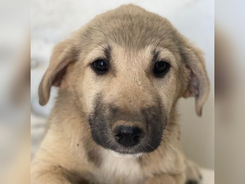 Glandy, geb. ca. 03/2025, lebt in GRIECHENLAND, im städt. Tierheim Serres