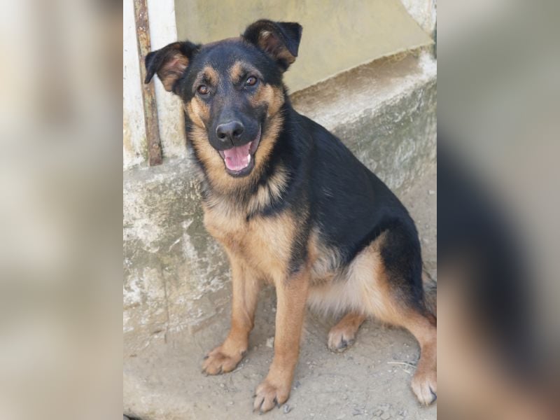 Enid, geb. ca. 06/2025, lebt in GRIECHENLAND, auf einer privaten Pflegestelle