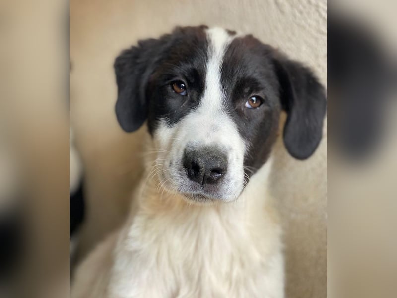 Zenzi, geb. ca. 01/2025, lebt in GRIECHENLAND, im städt. Tierheim Serres