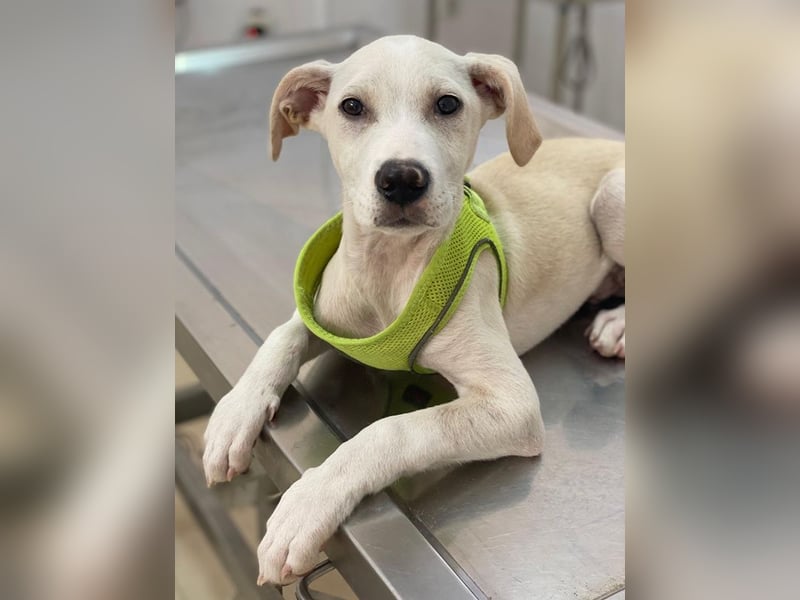 Atreyu, geb. ca. 08/2025, lebt in GRIECHENLAND, im städt. Tierheim Serres