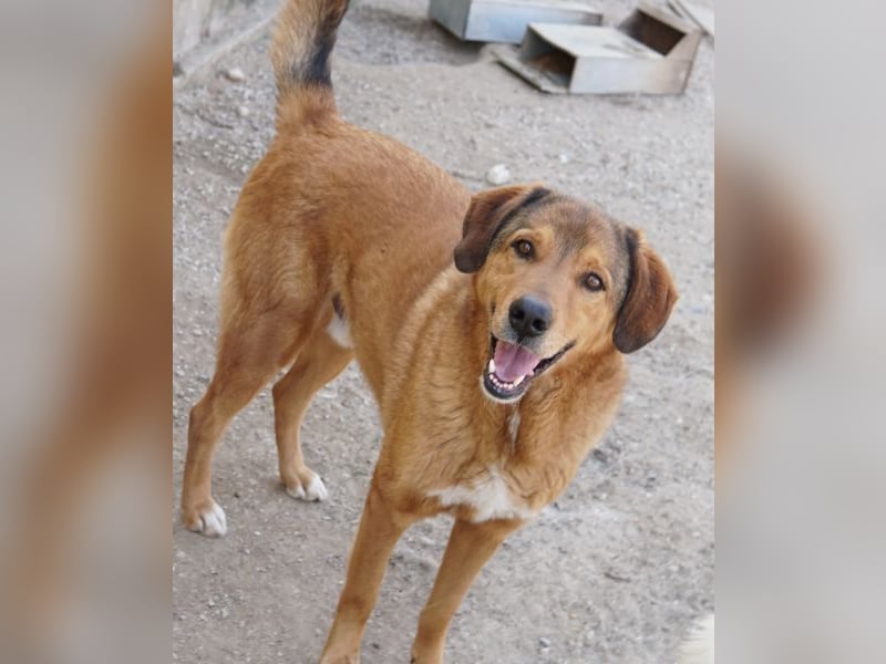 Mikosch, geb. ca. 01/2024, lebt in GRIECHENLAND, im städt. Tierheim Serres