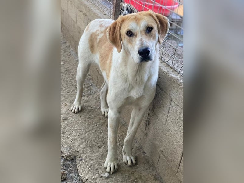 Roxi, geb. ca. 11/2022, lebt in GRIECHENLAND, im städt. Tierheim Serres