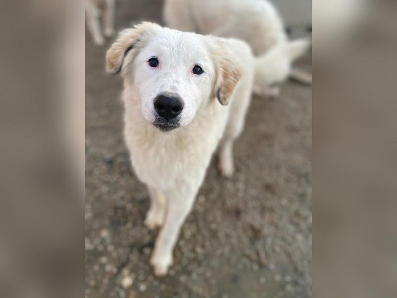 Skippy, geb. ca. 05/2022, lebt in GRIECHENLAND, im städt. Tierheim Serres