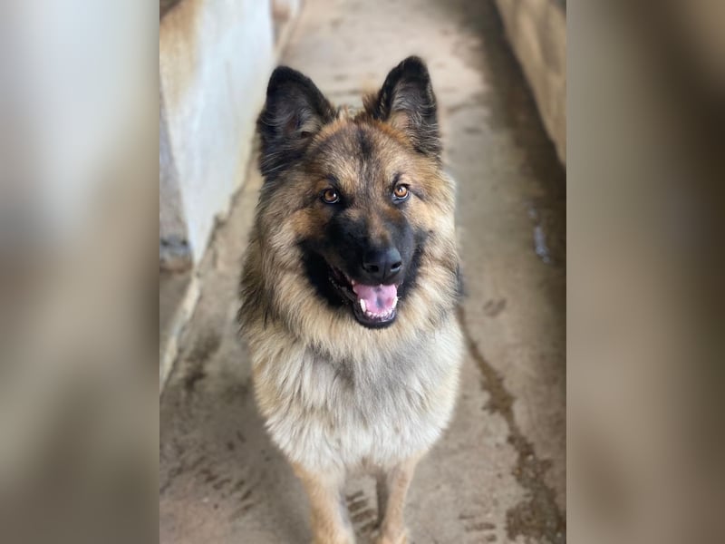 Joey, geb. ca. 08/2025, lebt in GRIECHENLAND, auf einer privaten Pflegestelle