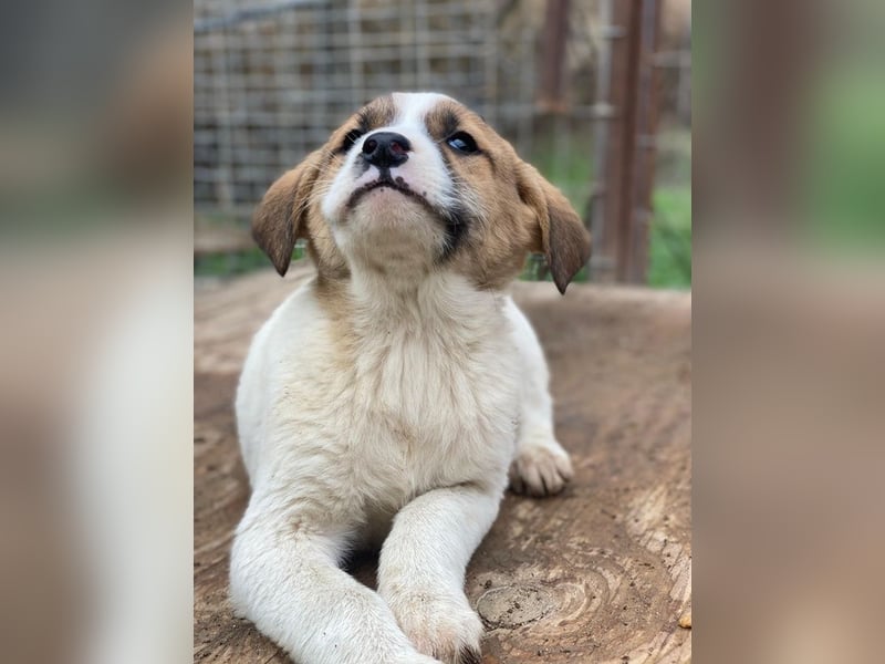 Bufala, geb. ca.11/2025, lebt in GRIECHENLAND, auf einer privaten Pflegestelle