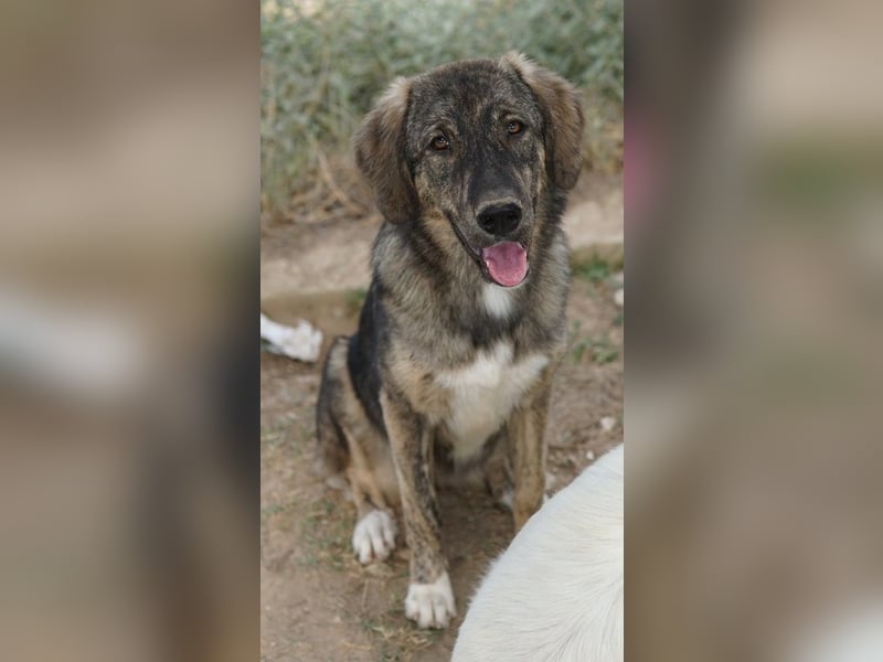 Amelie, geb. ca. 02/2024, lebt in GRIECHENLAND, im städt. Tierheim Serres