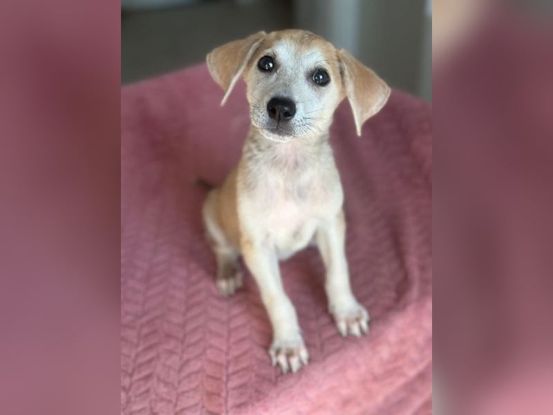 Rosie, geb. ca. 05/2026, lebt in GRIECHENLAND, im städt. Tierheim Serres