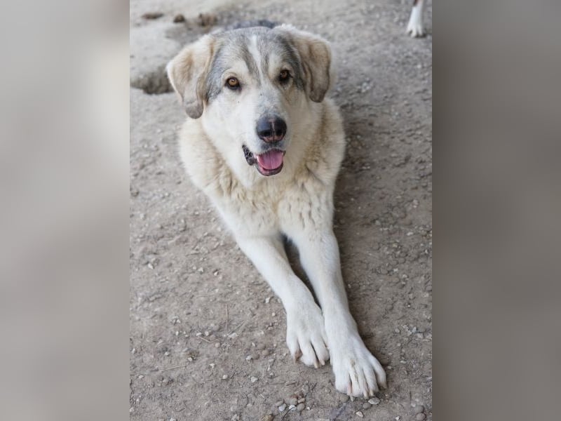 Lykos, geb. ca. 12/2023, lebt in GRIECHENLAND, im städt. Tierheim Serres