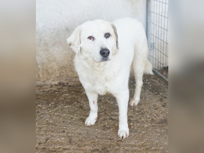 Bruna, geb. ca. 12/2020, lebt in GRIECHENLAND, im städt. Tierheim Serres