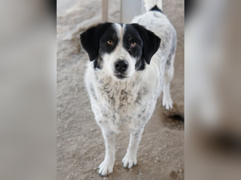 Amaya, geb. ca. 02/2023, lebt in GRIECHENLAND, im städt. Tierheim Serres