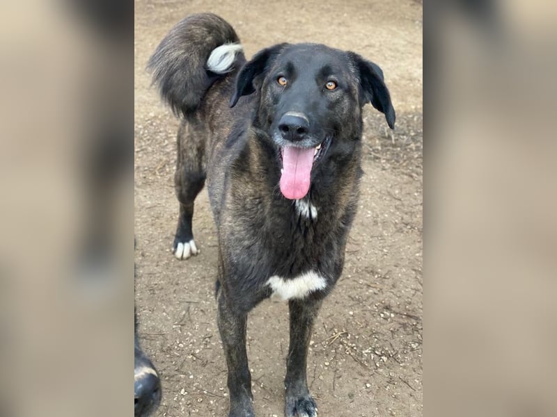 Niabi, geb. ca. 05/2023, lebt in GRIECHENLAND, im städt. Tierheim Serres