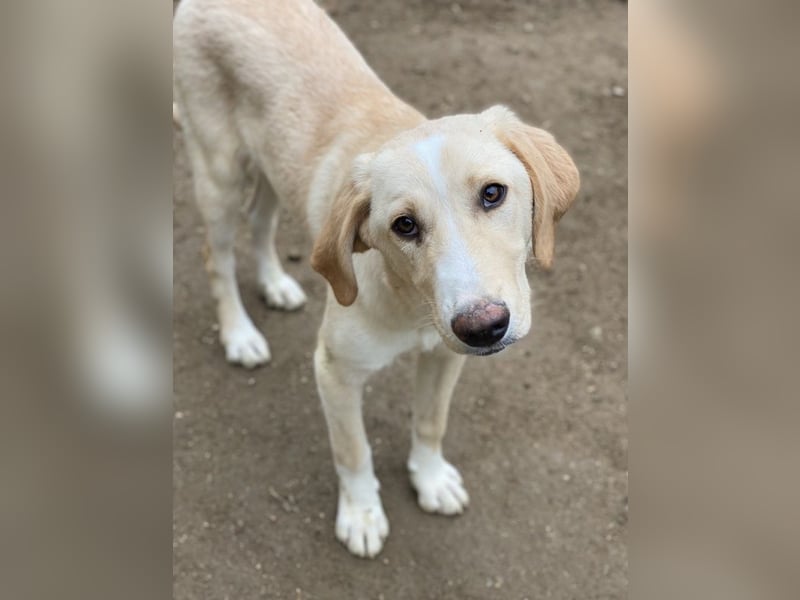 Sheldon, geb. ca. 11/2023, lebt in GRIECHENLAND, im städt. Tierheim Serres