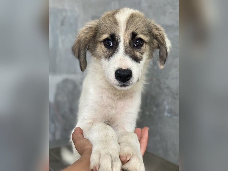 Malea, geb. ca. 04/2024, lebt in GRIECHENLAND, im städt. Tierheim Serres