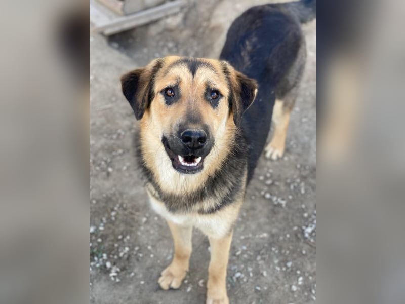 Elphaba, geb. ca. 07/2025, lebt in GRIECHENLAND, im städt. Tierheim Serres