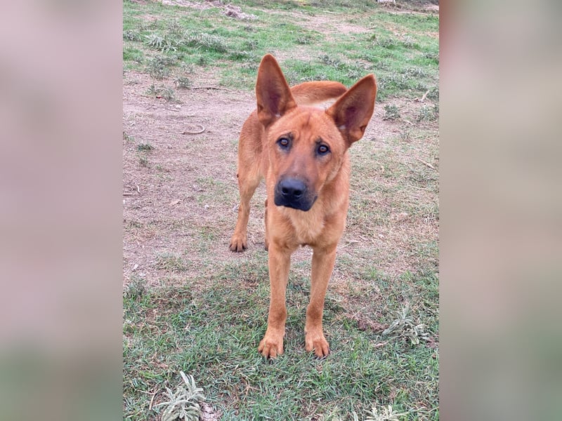 Zylo, geb. ca. 10/2024, lebt in GRIECHENLAND, im städt. Tierheim Serres