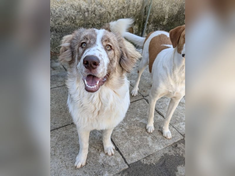 Liona, geb. ca. 12/2024, lebt in GRIECHENLAND, auf einem Gelände, wird notdürftig versorgt