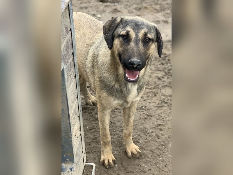 Liam, geb. ca. 09/2022, lebt in GRIECHENLAND, im städt. Tierheim Serres