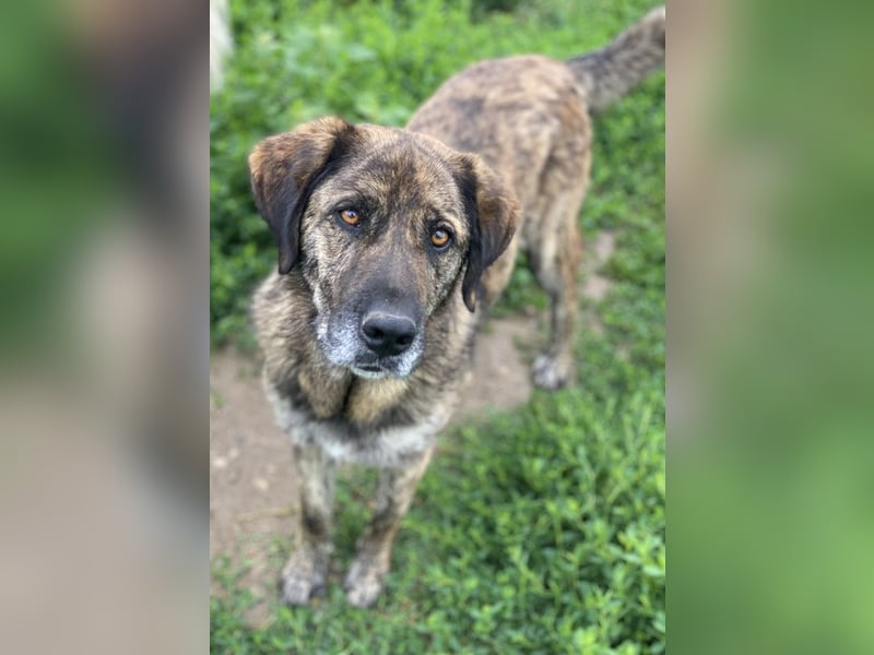 Theo, geb. ca. 04/2022, lebt in GRIECHENLAND, im städt. Tierheim Serres